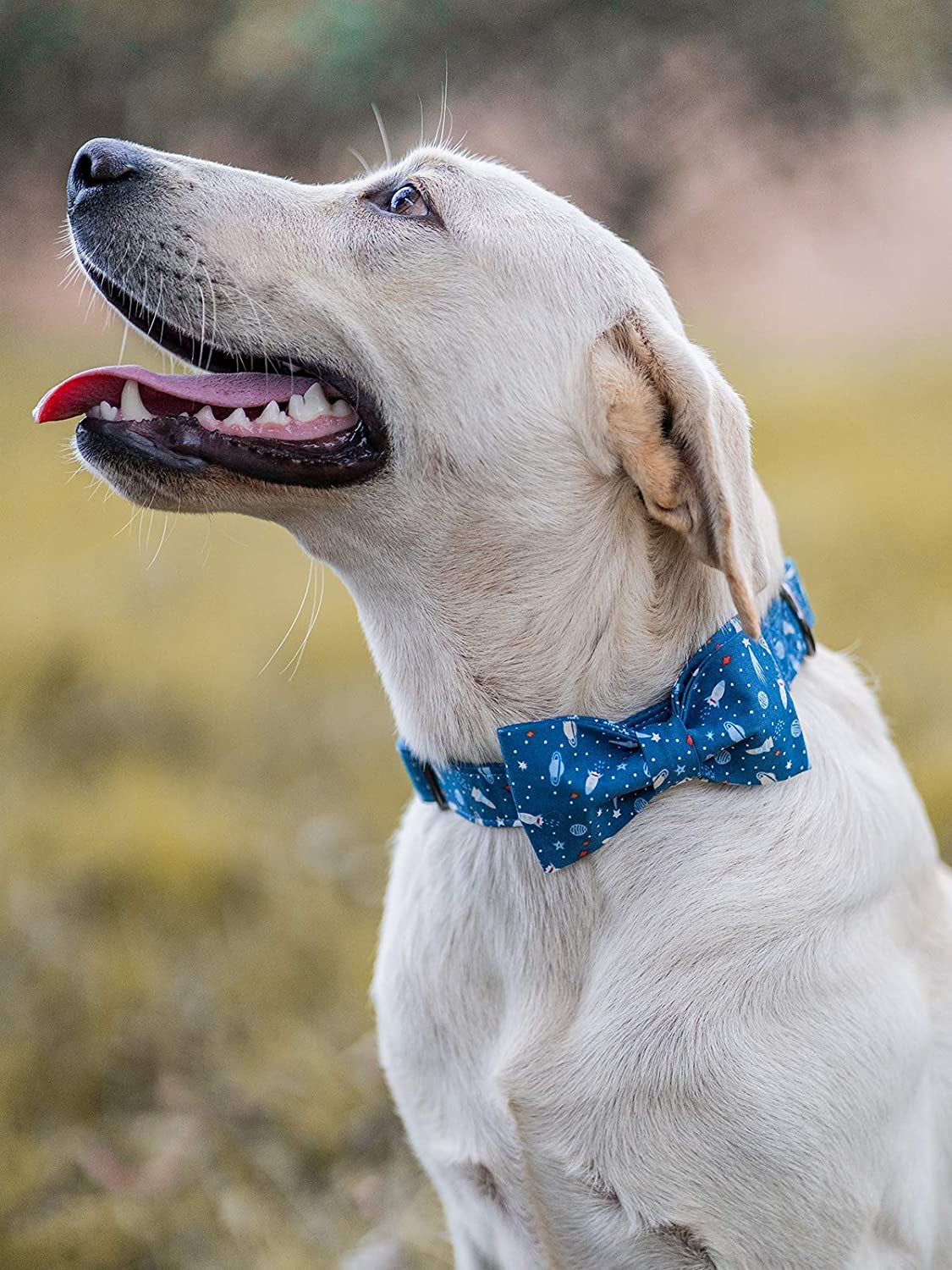 Elegant Little Tail Dog Collar with Bow, Cotton & Webbing, Bowtie Dog Collar, Adjustable Dog Collars for Small Medium Large Dogs and Cats